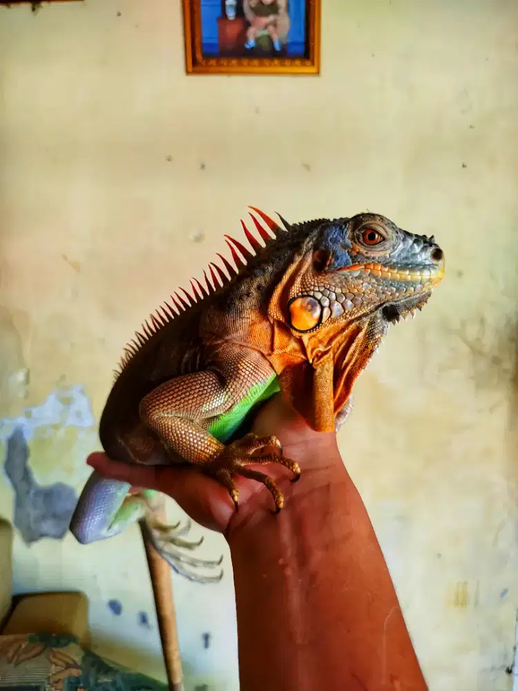 Dijual Red Iggy elsa