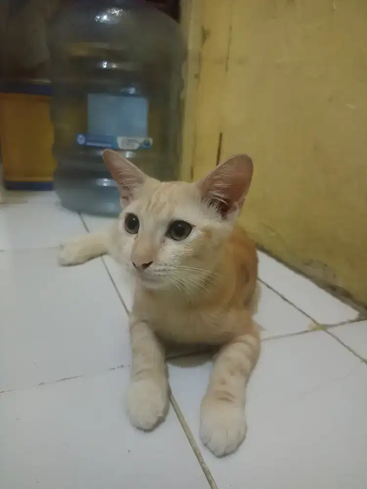 kucing mixdom (Anggora X Lokal)