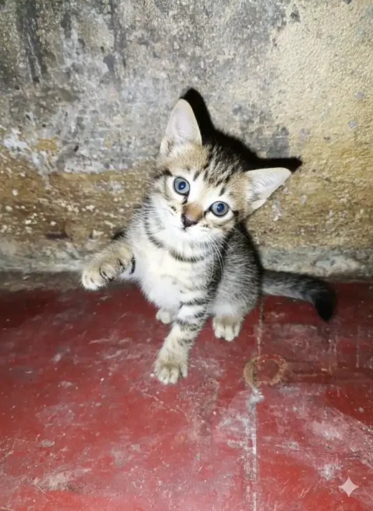 jual anakan kucing lucu