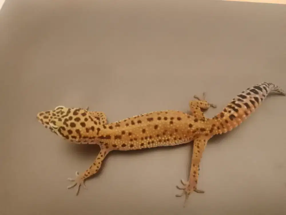 Gecko Tangerine Juvenile