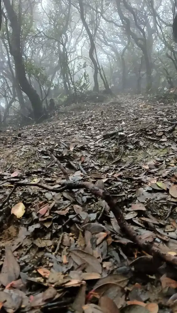 Dibutuhkan Supir Pribadi Tanpa Menginap lokasi kerja sekitar Ciputat