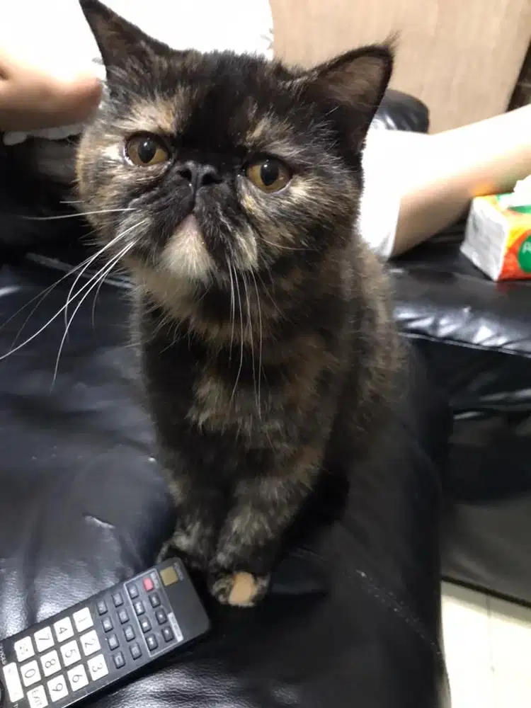 READY ADOPTS EXO(BETINA/6bln)