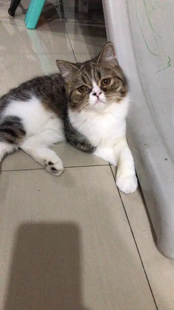 READY ADOPTS EXO(JANTAN /6bln)