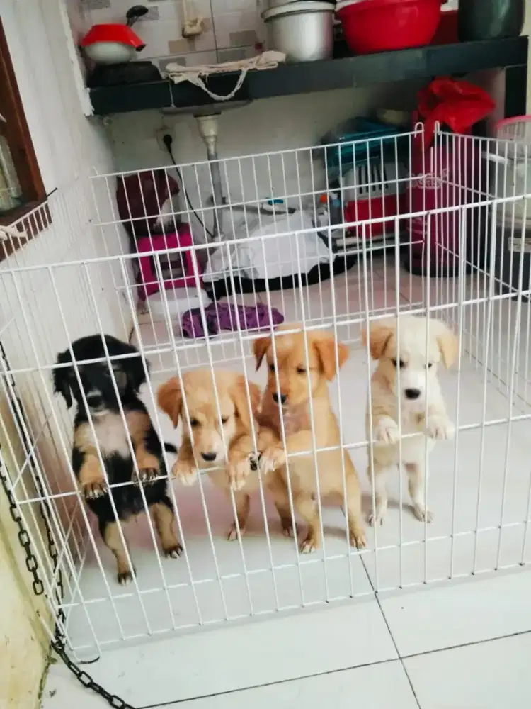 Jual anak anjing MIX Pittbull, Golden Retriever, Herder
