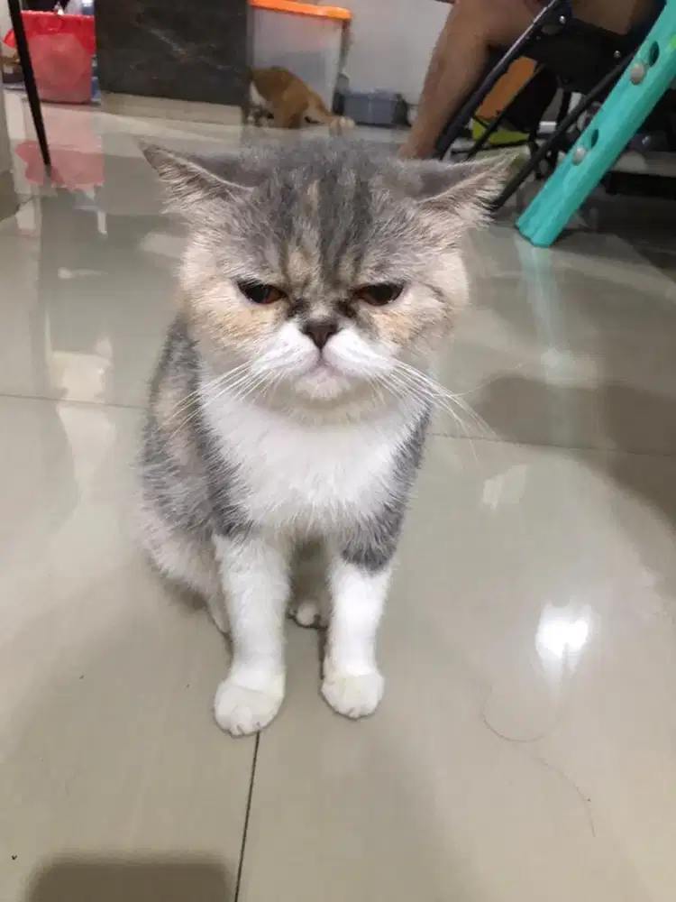 READY ADOPTS EXO(BETINA/1thn 6bulan)