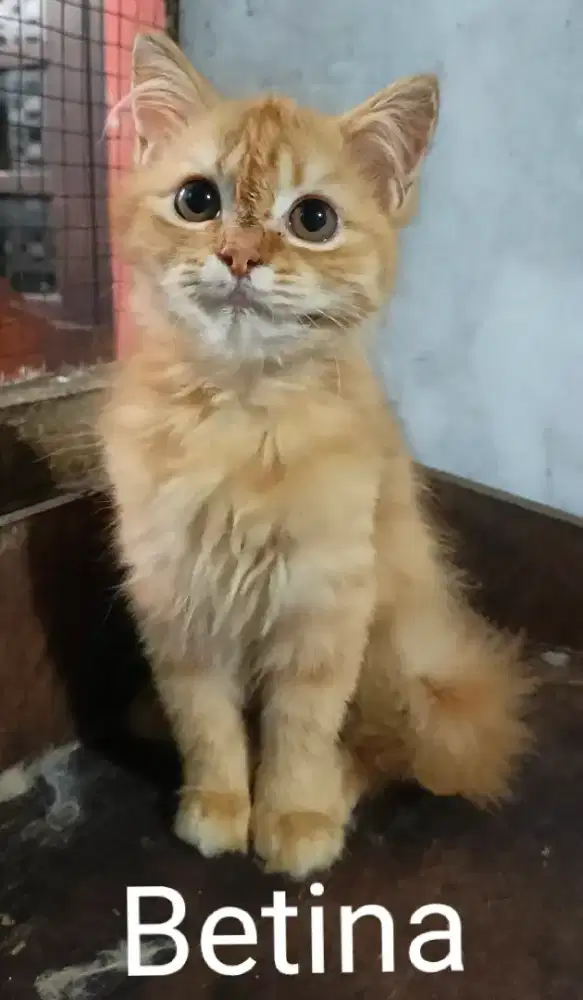 Kucing Persia Kitten