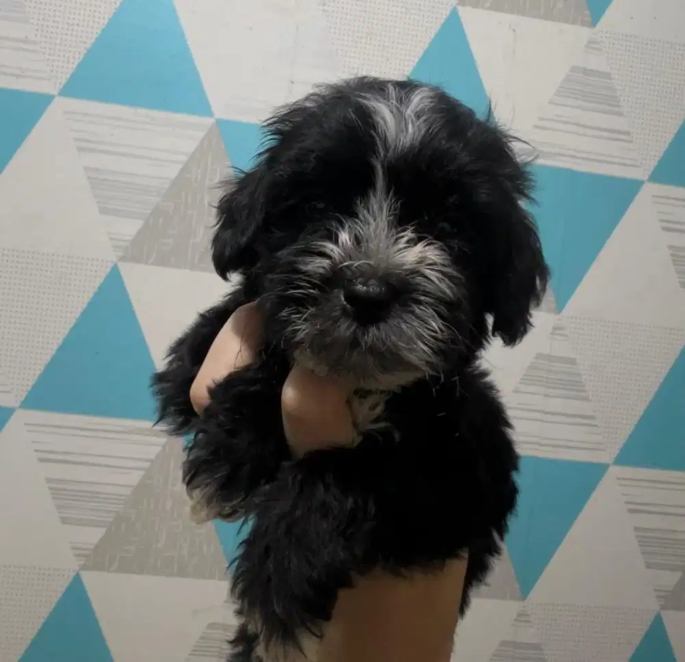 Puppies / anjing maltipoo jantan cute