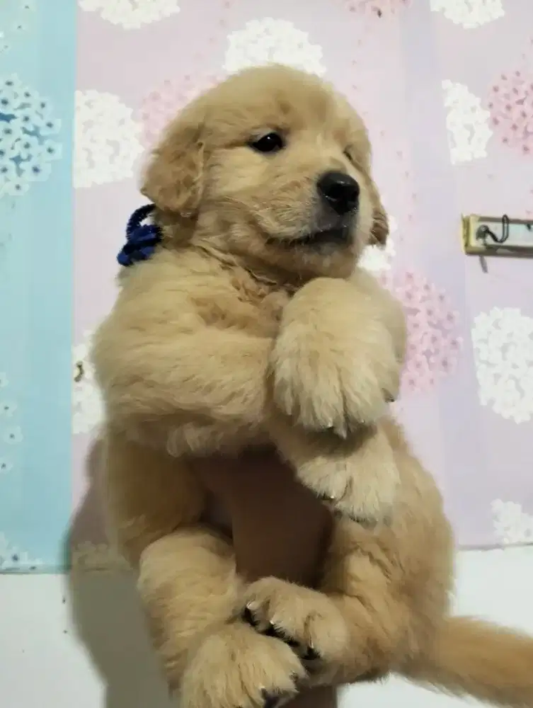 Booking Golden Redriever puppies