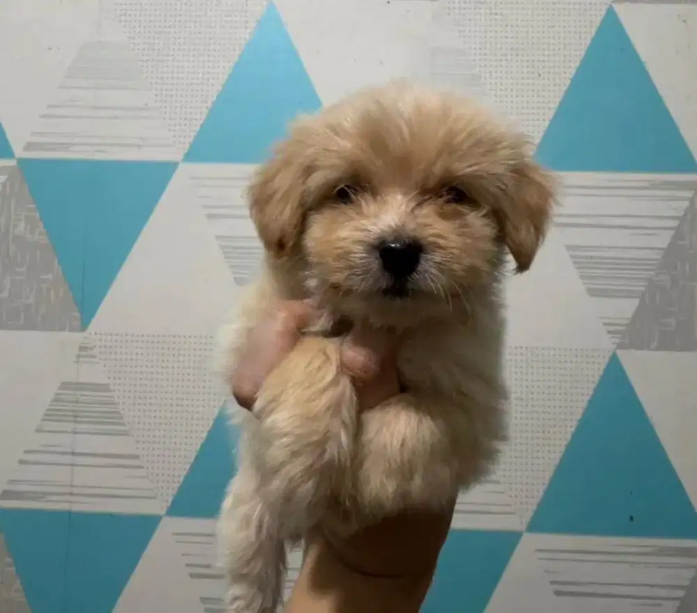 Puppies / anjing maltipoo betina cream