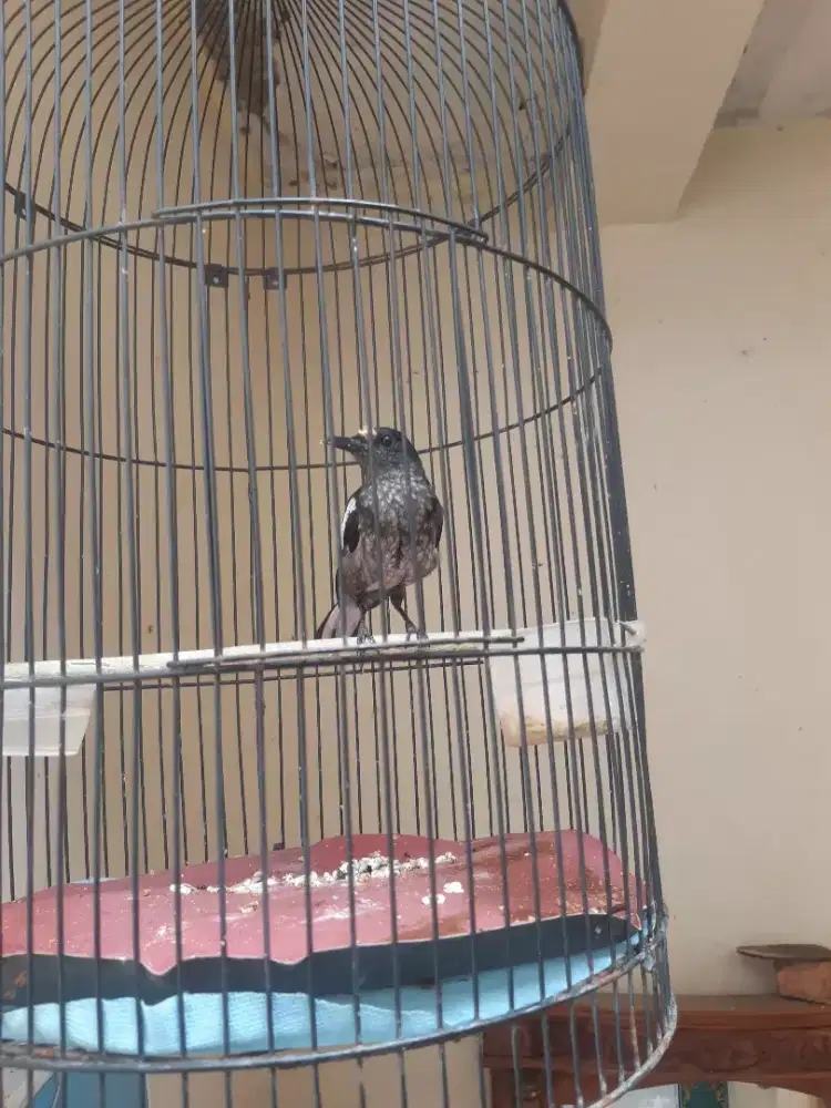 Jual burung kacer anakan jantan  jual burja