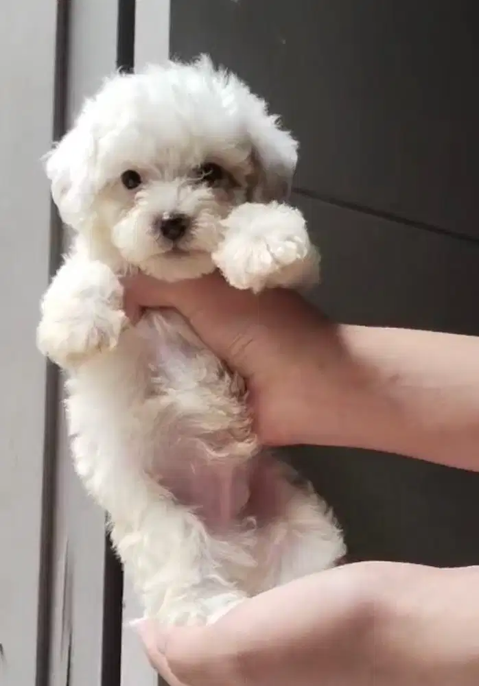 Puppies / anjing maltipoo jantan