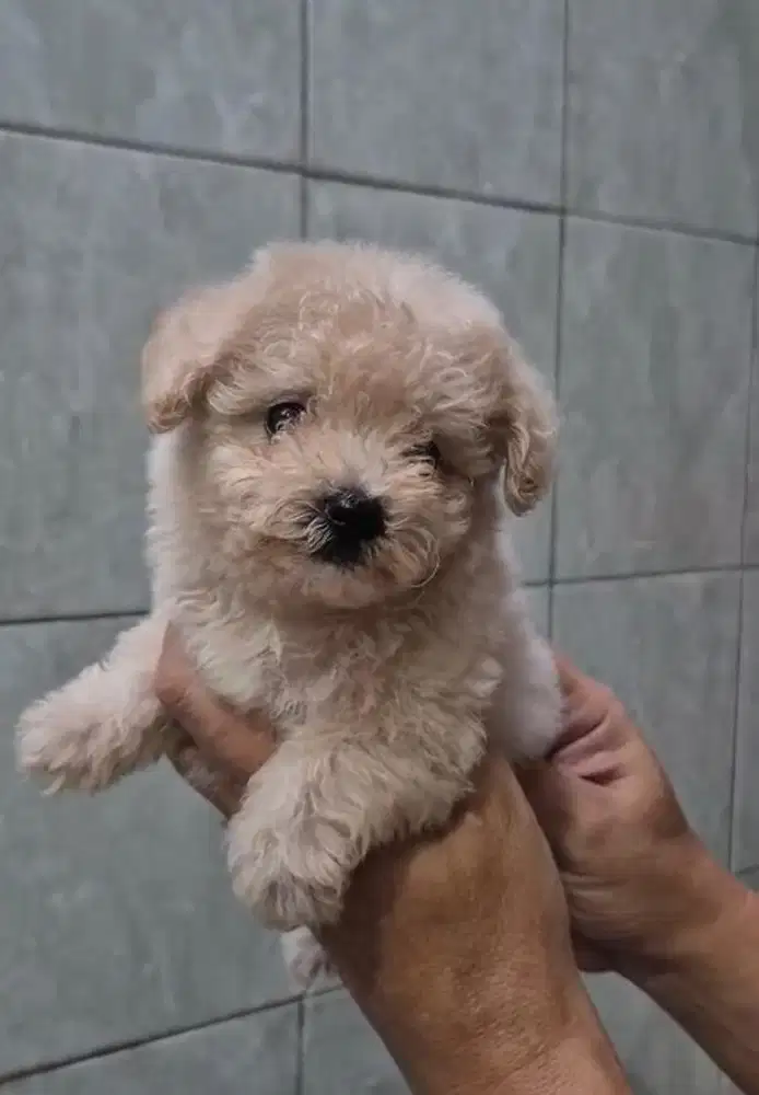 Puppies / anjing toy poodle betina cute
