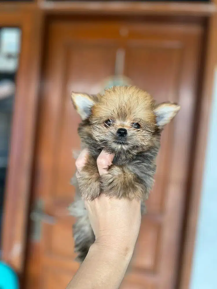 Puppies / anjing mix pom (chipom) jantan