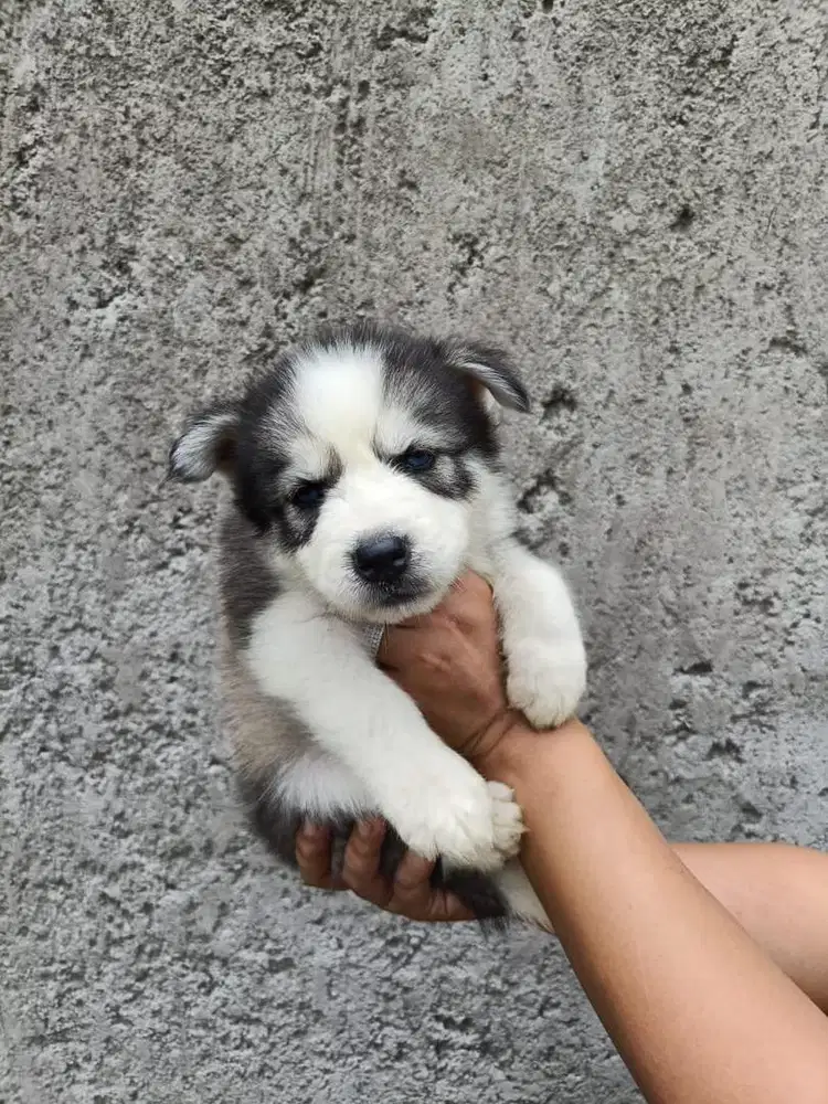 Puppies / anjing siberian husky cakep