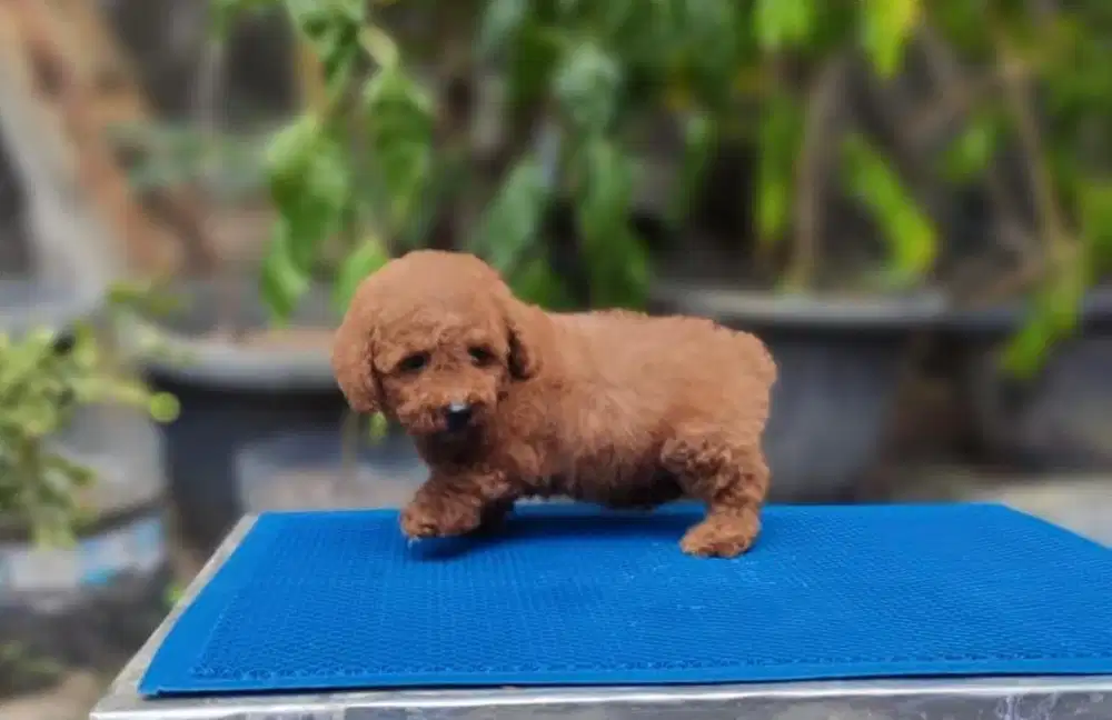 Puppies / anjing red toy poodle