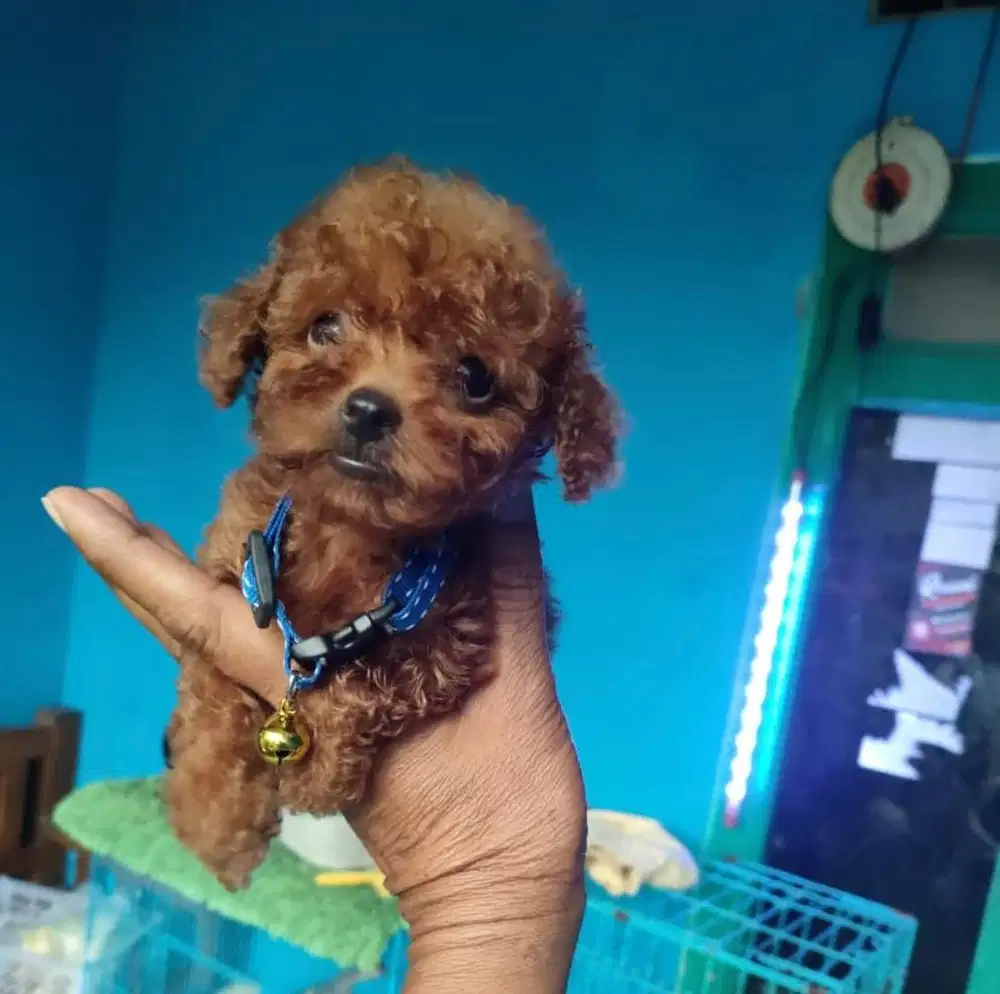 Puppies / anjing red tiny poodle (teacup)
