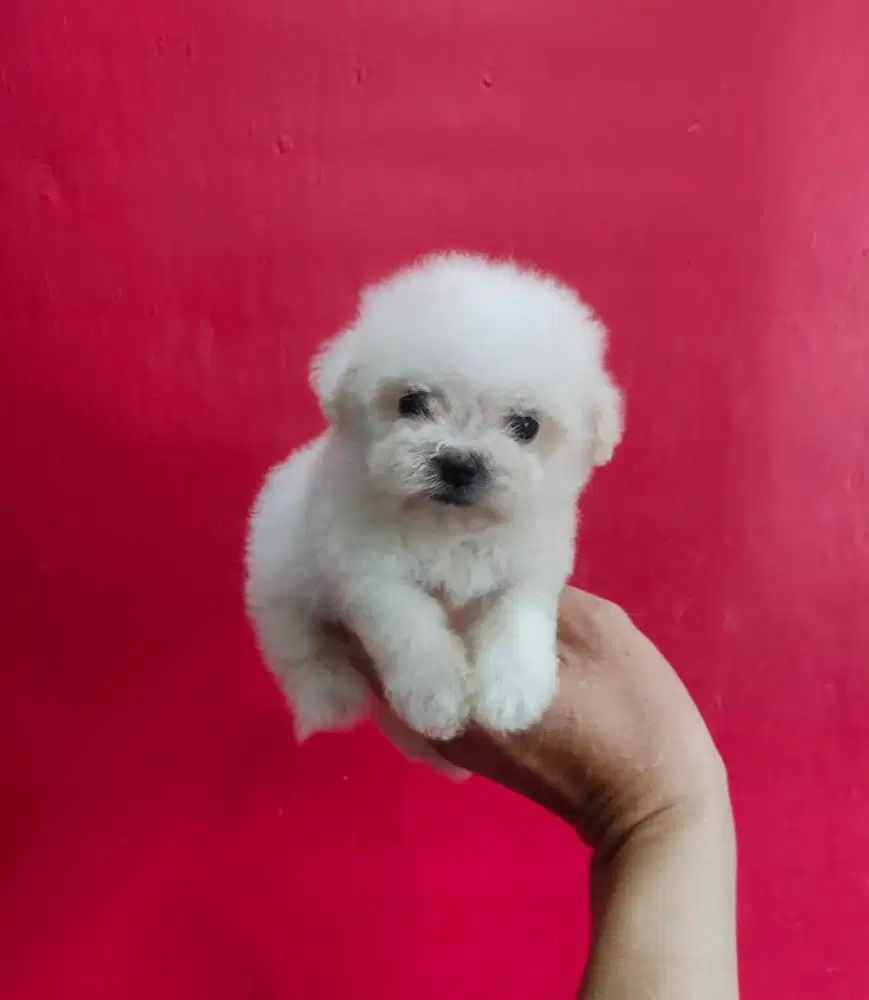 Puppies / anjing bichon frise mini