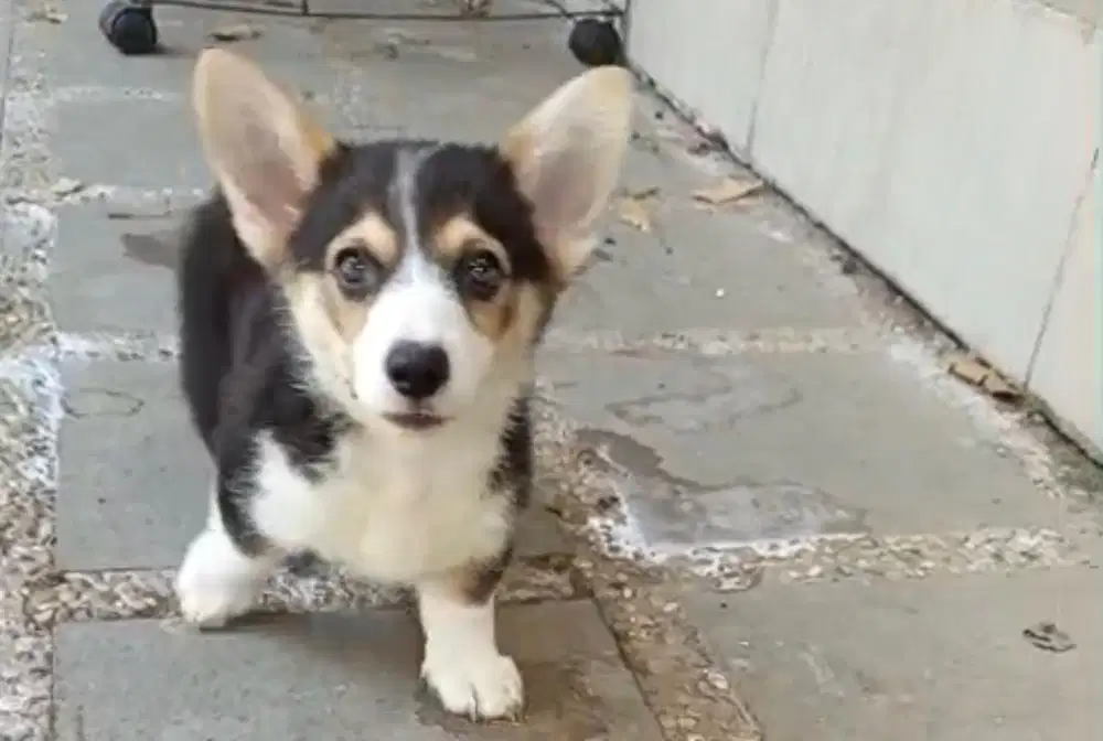 Puppies / anjing welsh corgi jantan