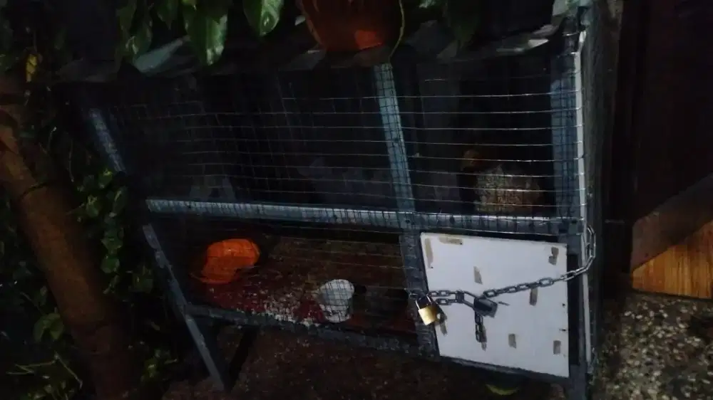 Ayam cemani betina & ayam jago