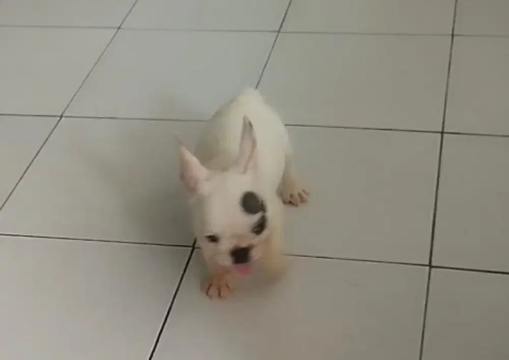 Puppies / anjing french bulldog betina cute