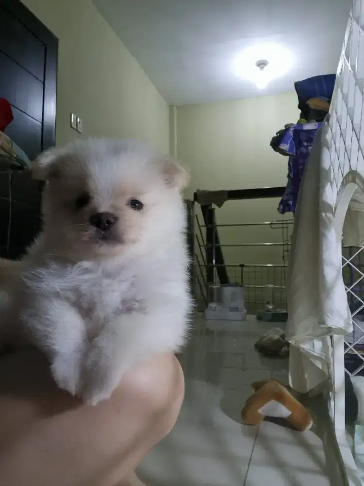 Anakan anjing minipom murah berkwalitas