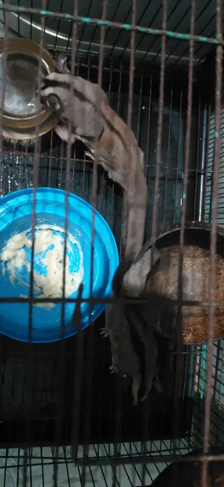 Sugar glider classic grey