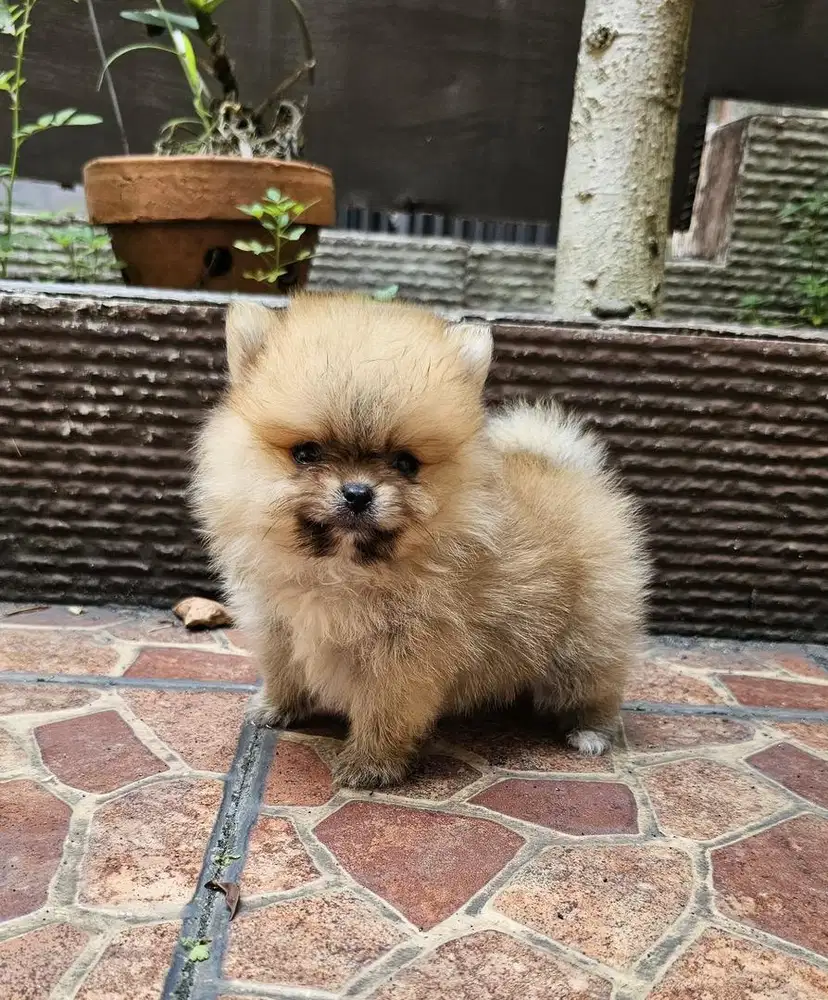 Puppies / anjing minipom cokelat cute