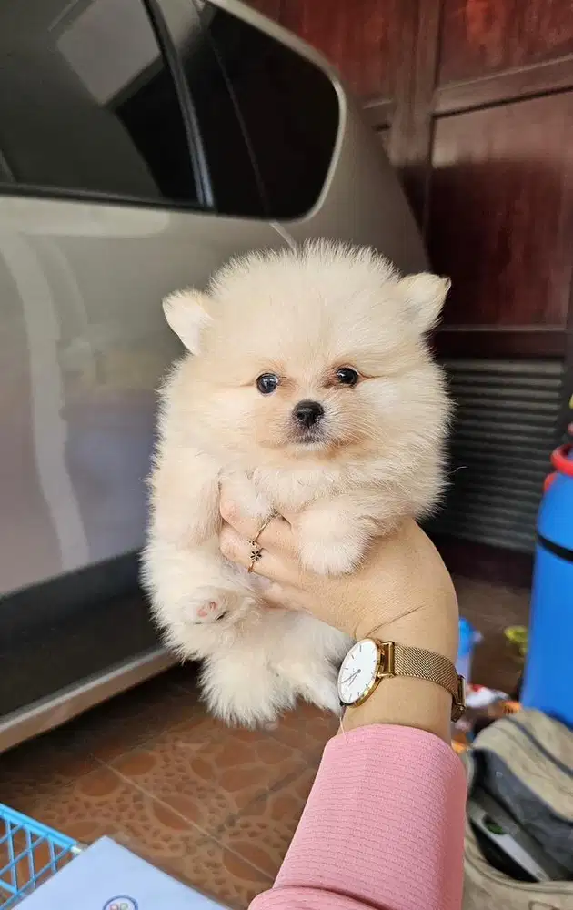 Puppies / anjing minipom cream cute