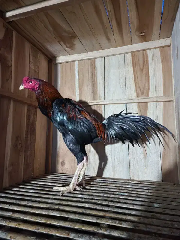 Pitbull Puma x Manop