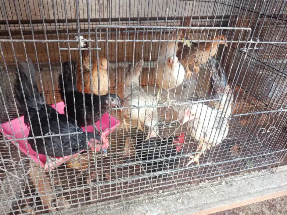 Jual anakan ayam Kate 7 ekor