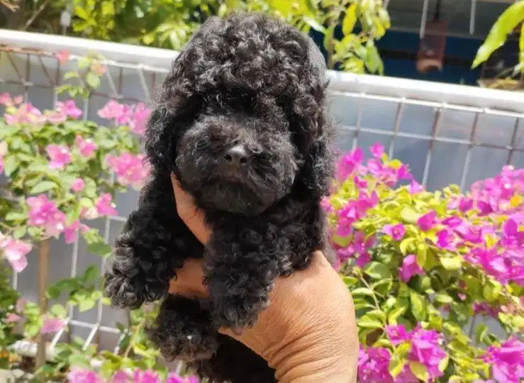 Puppies / anjing black toy poodle jantan