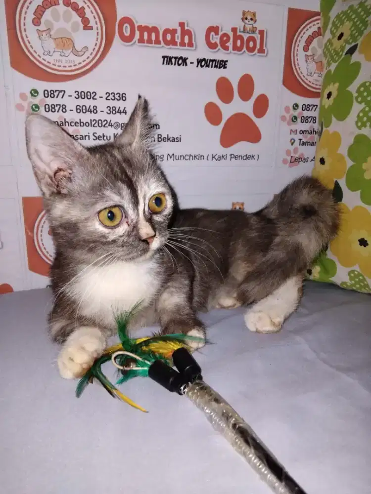Kitten Munchkin Geneta Betina