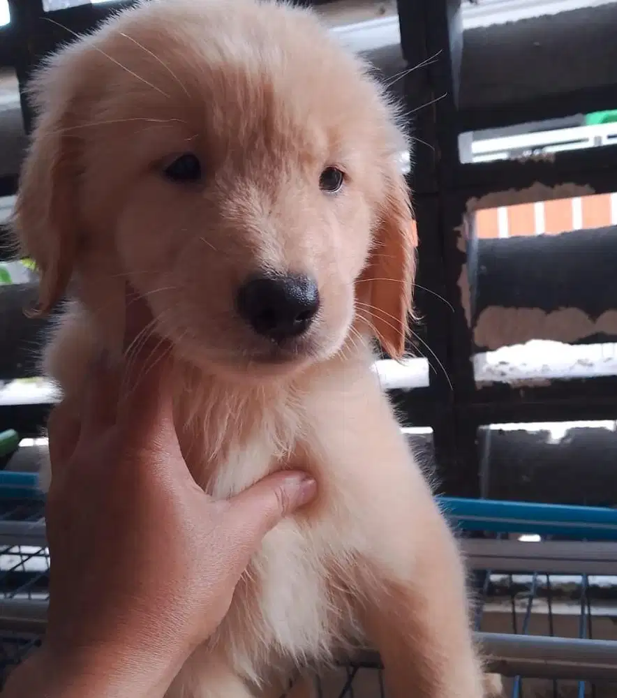 Puppies / anjing golden retriever
