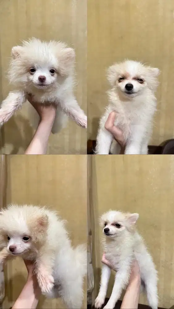 Anak Anjing Pom | Pomerian Puppy