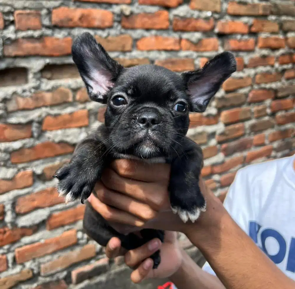 Puppies / anjing french bulldog hitam