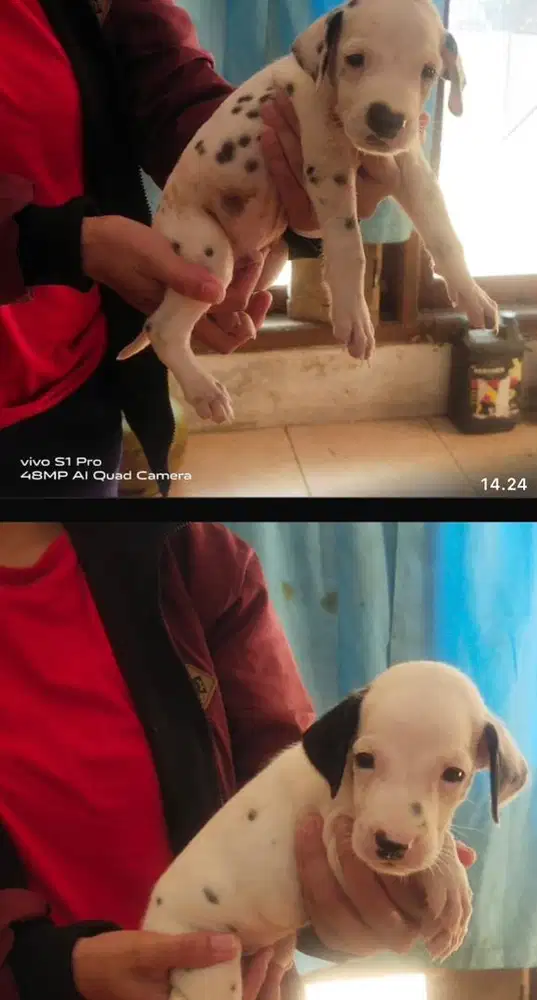 Puppies / anjing dalmatian