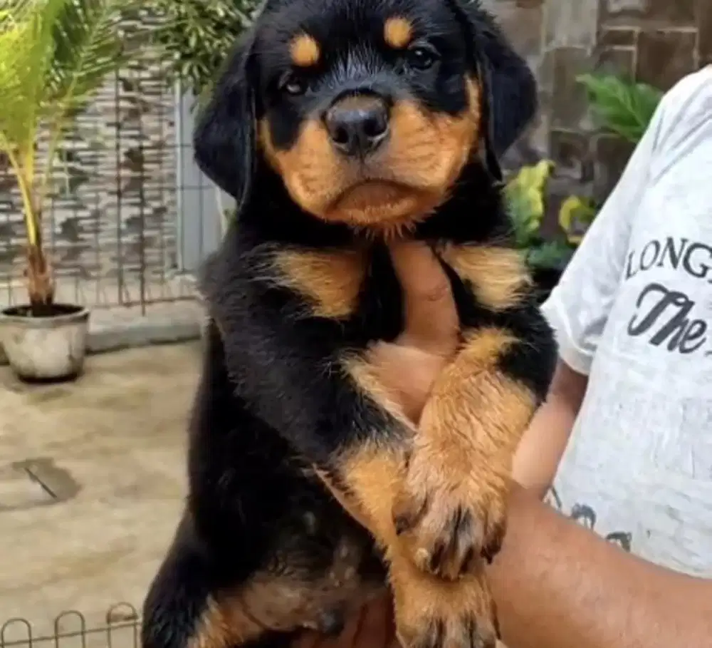 Puppies / anjing rottweiler good quality