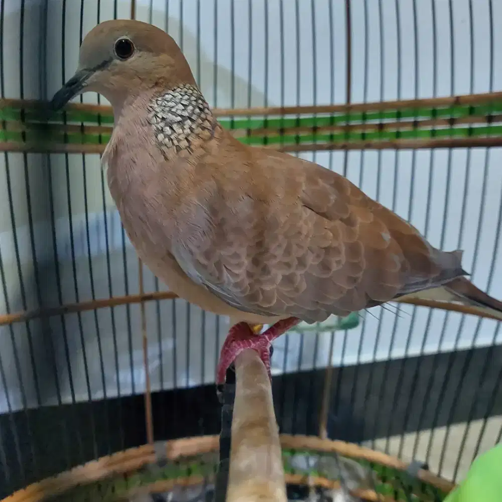 Tekukur warna ring body besar suara besar