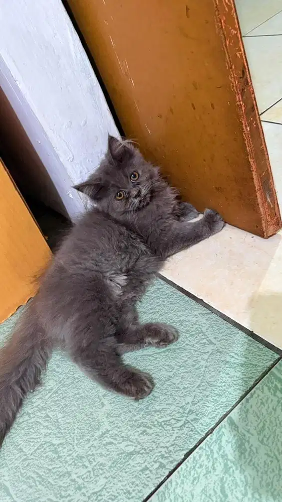 Kitten Persia Abu solid