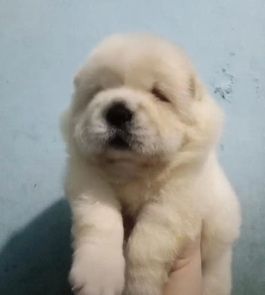Puppies / anjing chow-chow betina