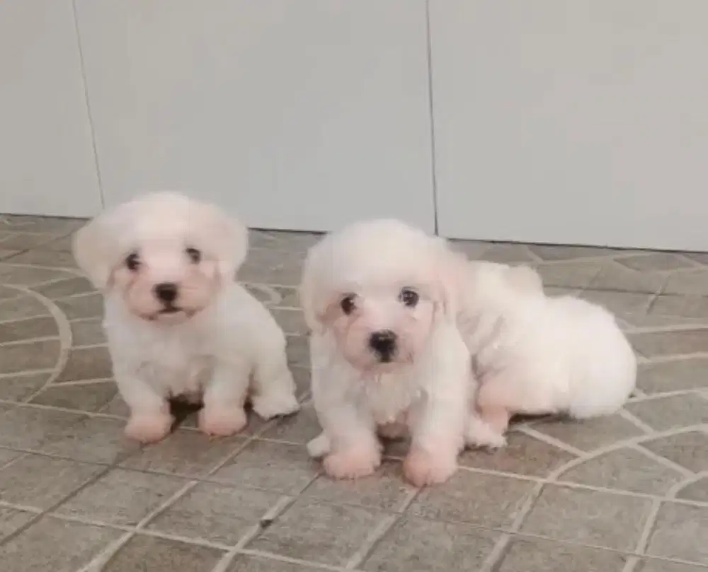 Puppies / anjing maltipoo cute