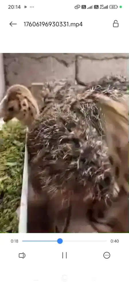 Siap kirim anakan burung unta ke kau sumatera