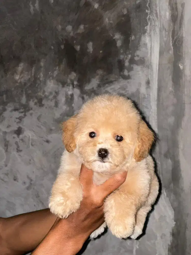 Puppies / anjing toy poodle apricote