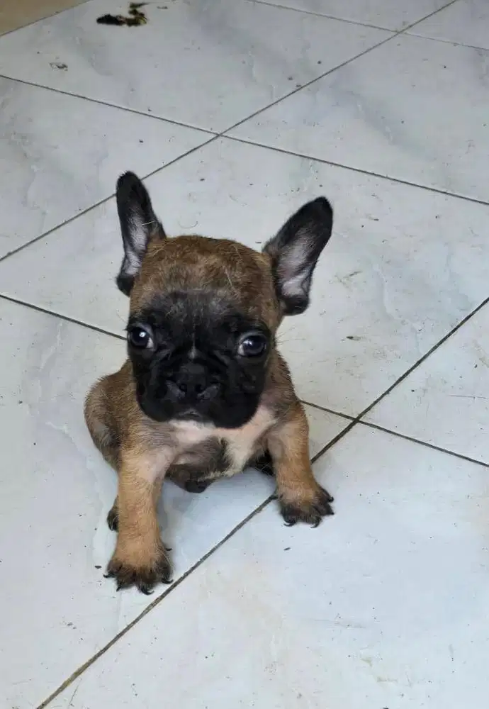 Puppies / anjing french bulldog jantan cute