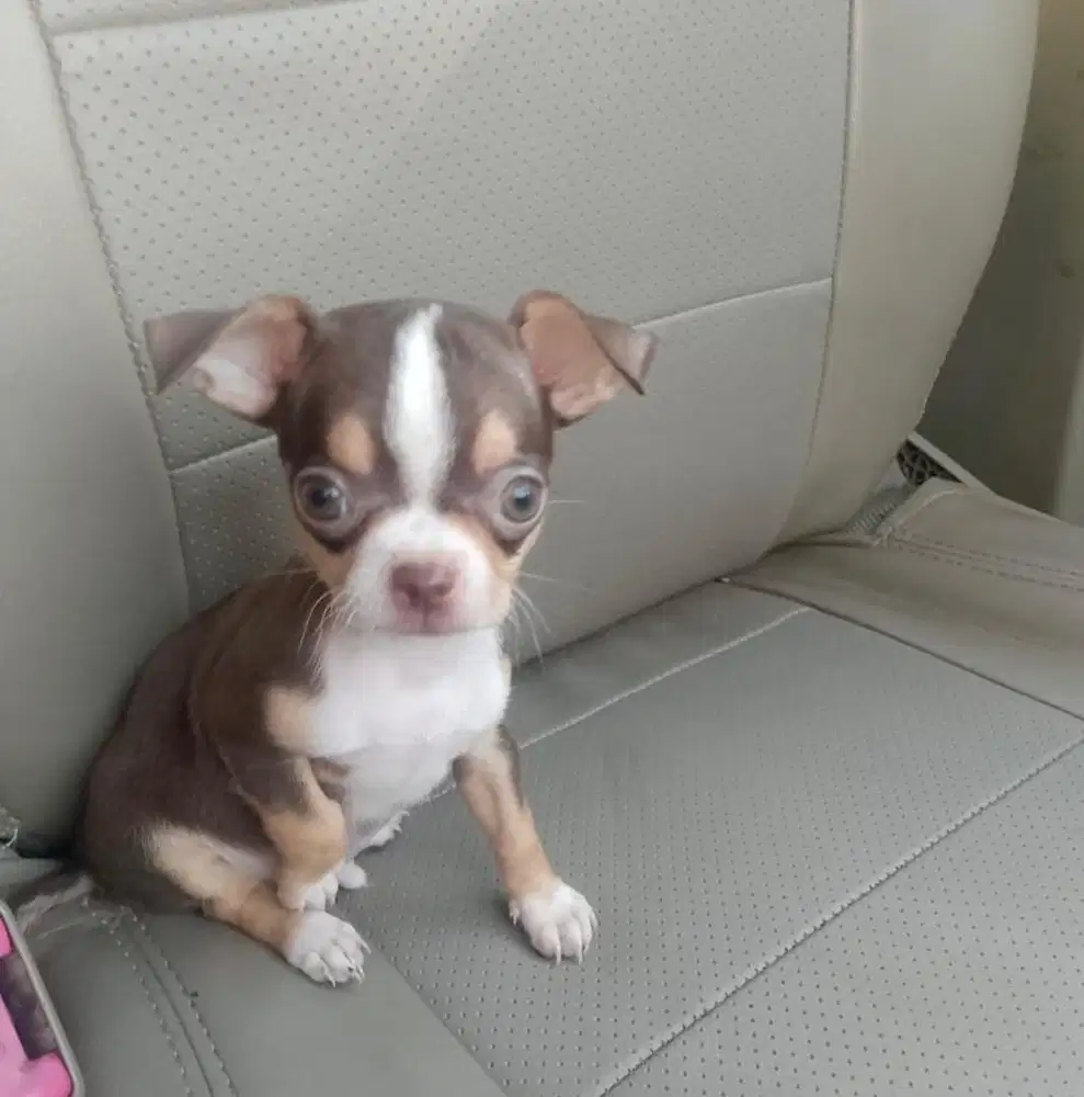 Puppies / anjing mini chihuahua jantan