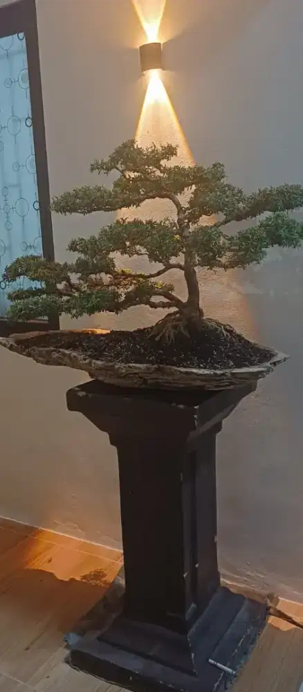 Bonsai Saeng Simbur