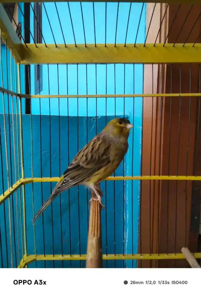 Kenari hijau botol polos