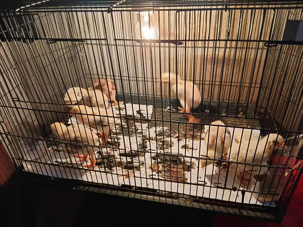 Ayam shamo eropa line zuchter