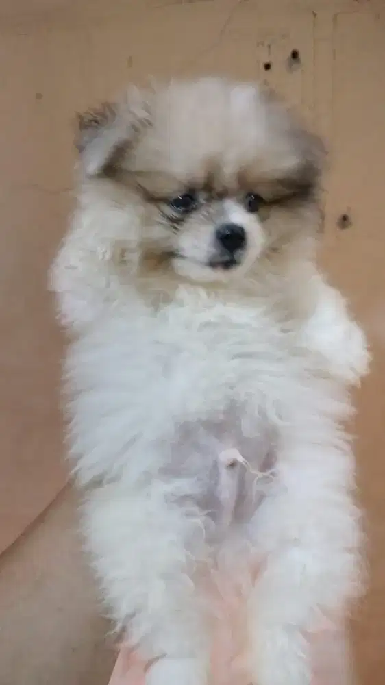 PUPPY / Mini Pom Jantan
