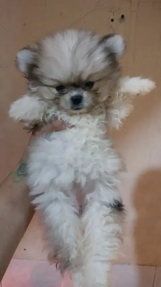 PUPPY MINI POM BETINA 1